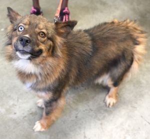 Sissy (Blue Eye), Young Female Australian Shepherd