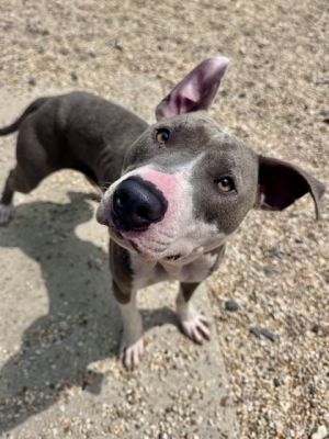 Hi there Im Levee Ive got a heart full of love and a wagging tail ready to greet you Ive