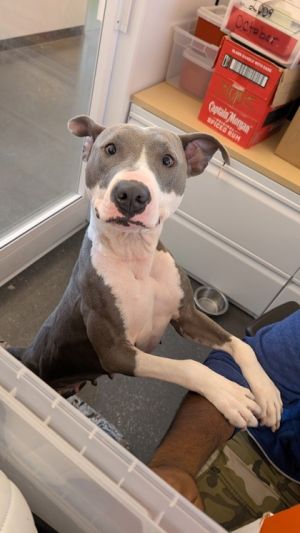Hi there Im Levee Ive got a heart full of love and a wagging tail ready to greet you Ive