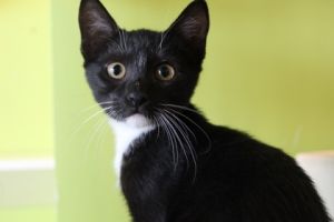 Hi there Im Pinto Bean a little kitten with a heart full of love Im as sweet as they come