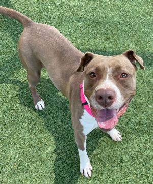 Koda, Adult Female Pit Bull Terrier