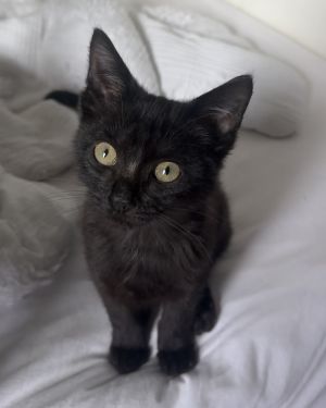 Corduroy Domestic Short Hair Cat