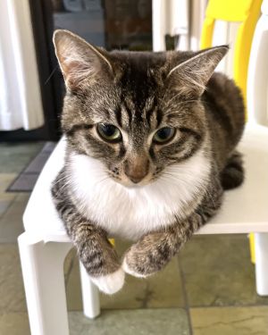 Margaret has been a loving mother to all her kittens and now she is looking for her own forever hom