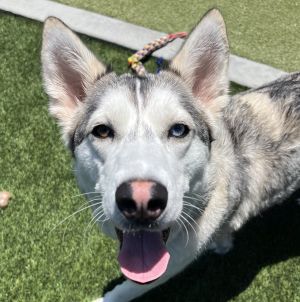 Bailey, Adult Female Siberian Husky
