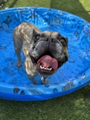 Pup, Adult Female French Bulldog