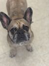Pup photo 3