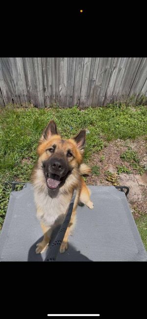 Frankie, Adult Male German Shepherd Dog