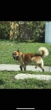 Frankie photo 3