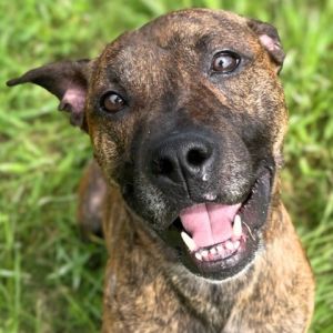 Lottie, Adult Male Mountain Cur