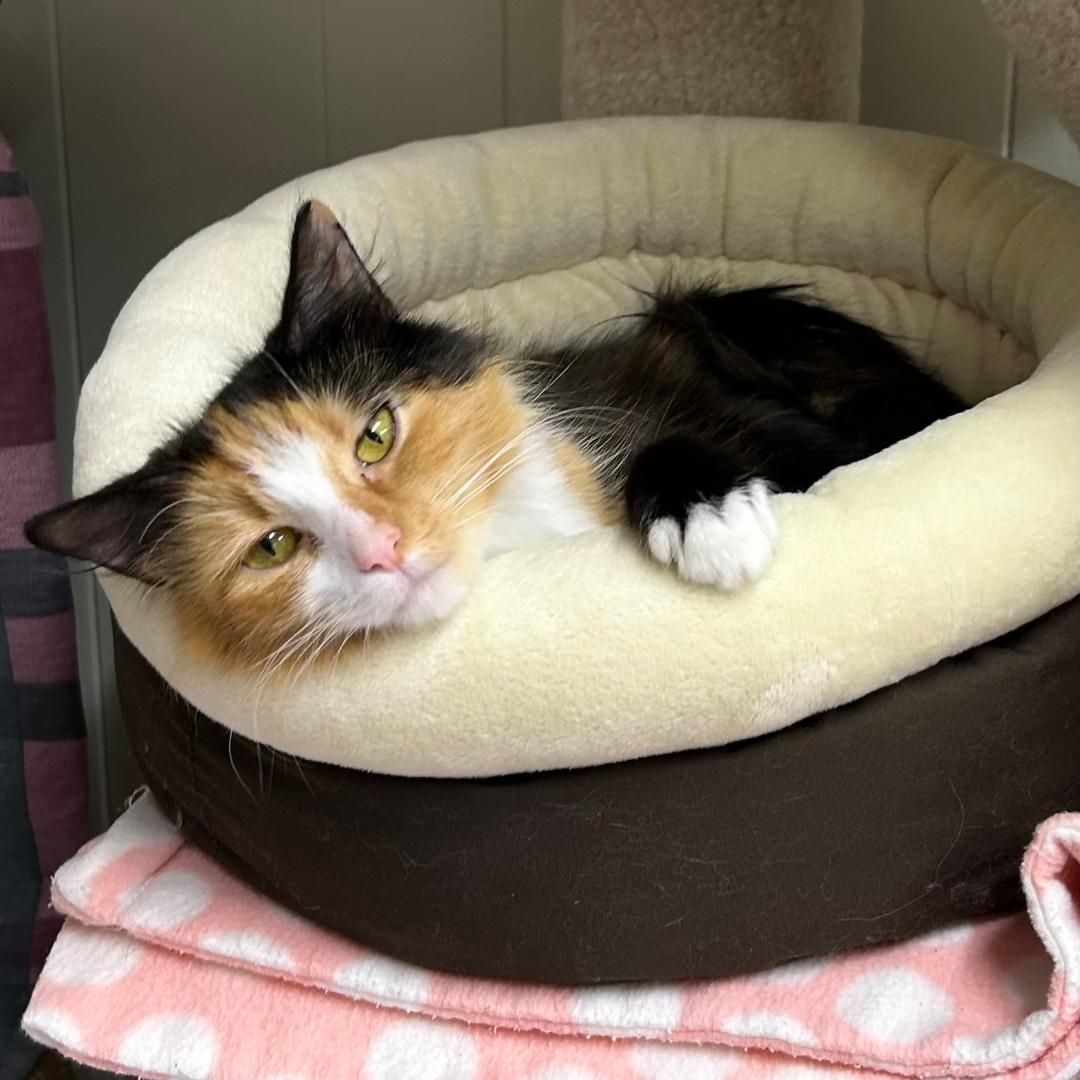 Goldilocks - Needs Foster Home