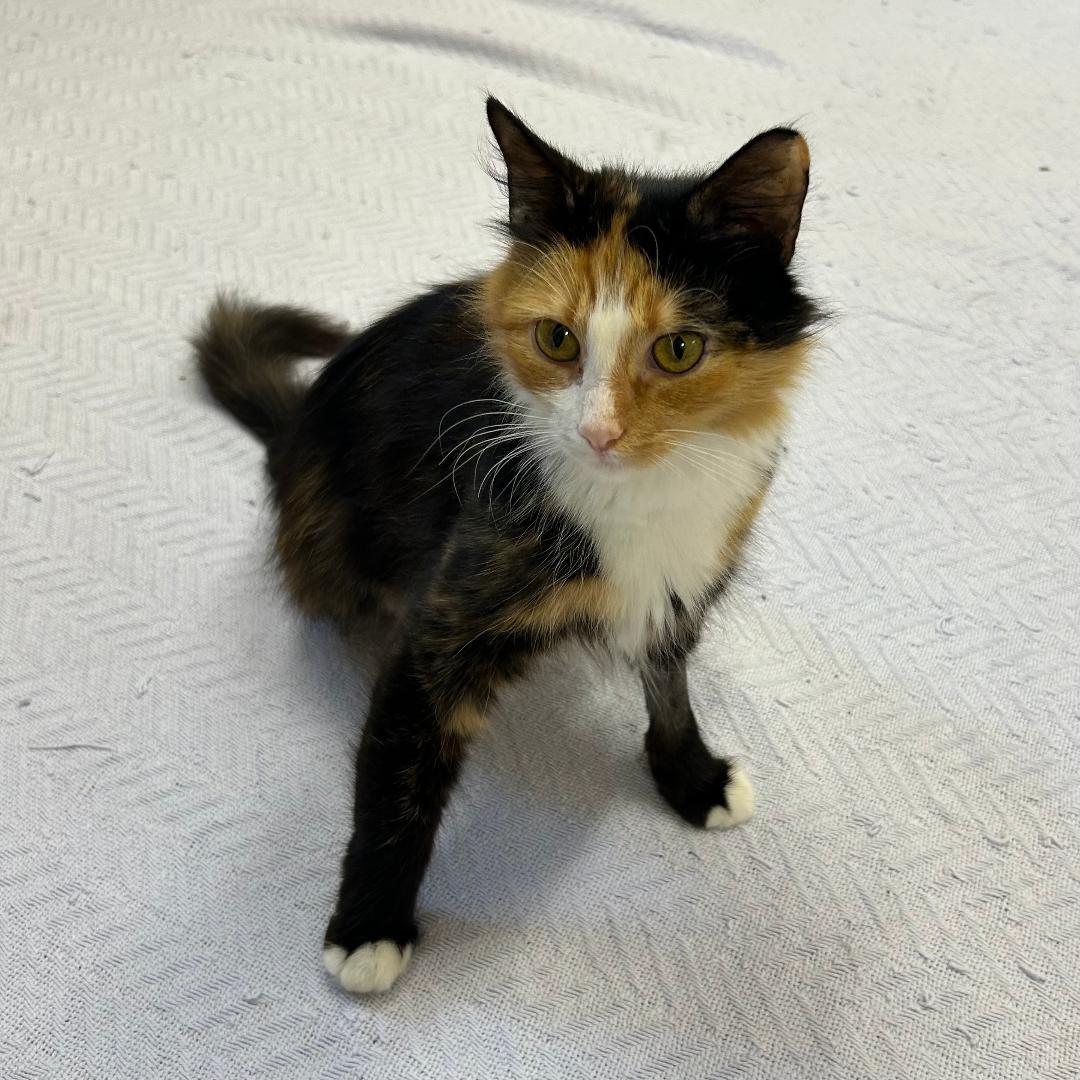 Goldilocks - Needs Foster Home