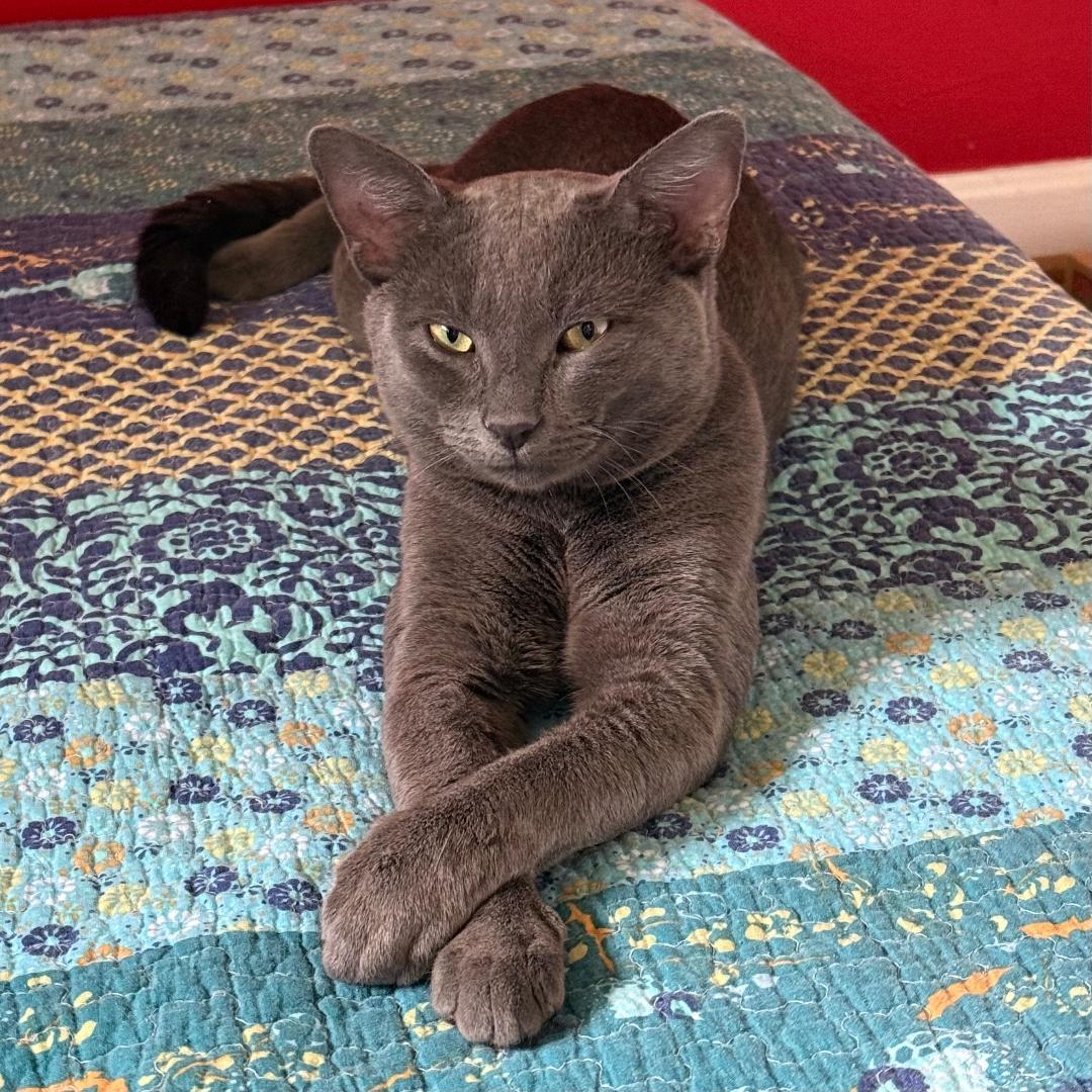 Bluey