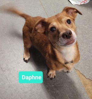 Daphne, Adult Female unknown
