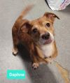 Daphne photo 2