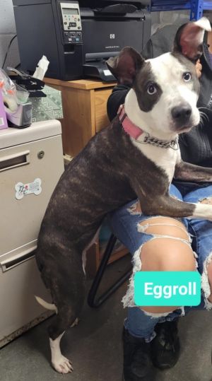 Eggroll, Young Female unknown
