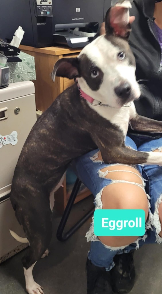 Eggroll