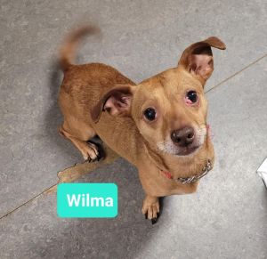 Wilma, Adult Female Dachshund
