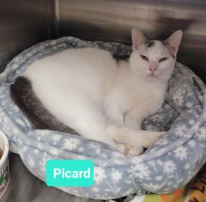 Picard, Young Male unknown