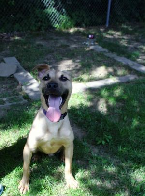 Furt, Adult Male Pit Bull Terrier