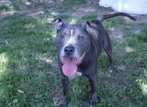 Jarek/Apollo, Young Male Pit Bull Terrier
