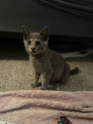 Amethyst, Baby Female Domestic Short Hair