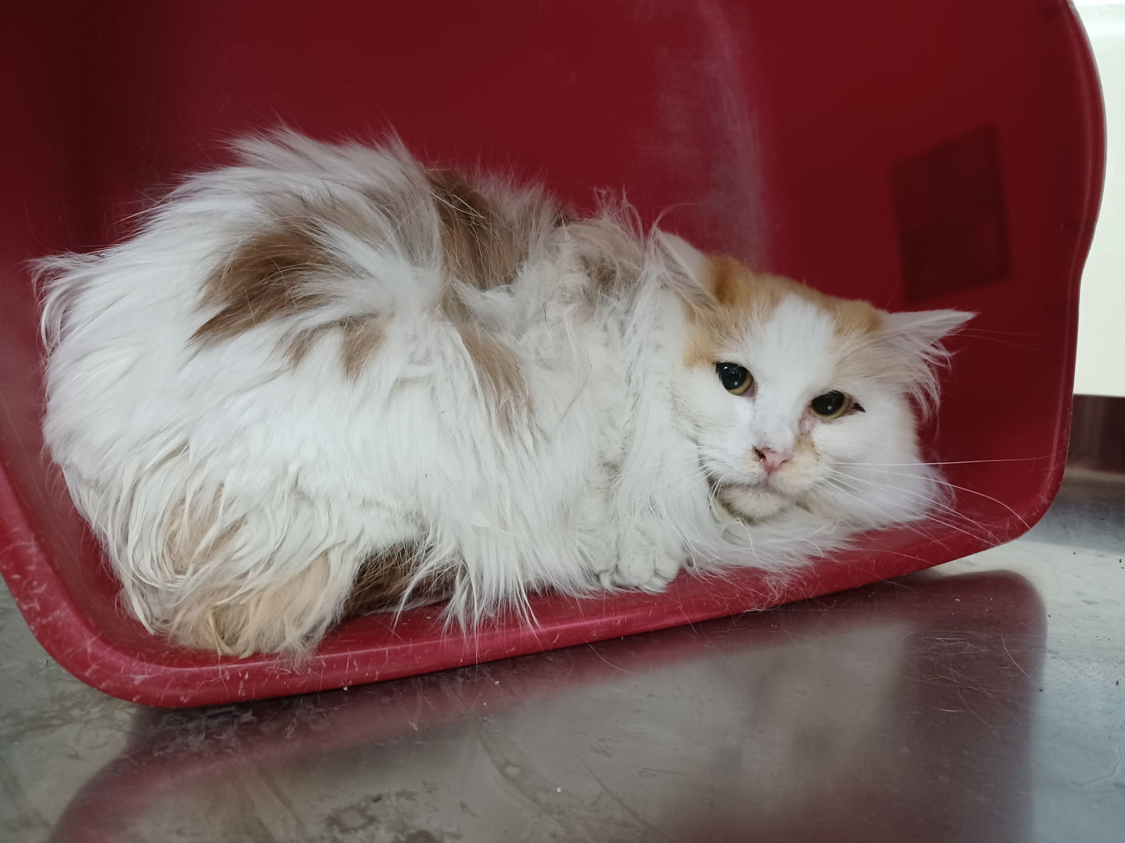 Peanut, an adoptable Munchkin, Domestic Long Hair in Austin, MN, 55912 | Photo Image 1