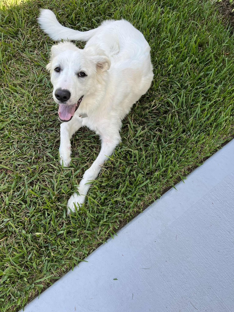 Adley HTX