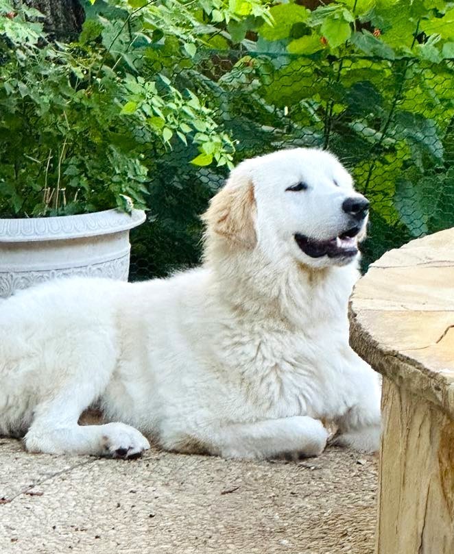 Duke SAT