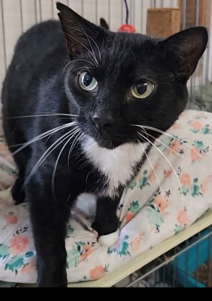 Josie, Adult Female Domestic Short Hair
