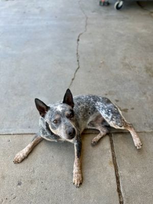 Ryder, Young Male Cattle Dog