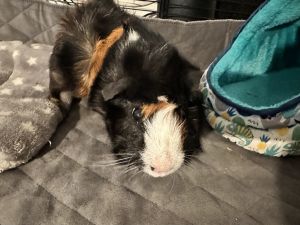 Toby, Young Male Guinea Pig