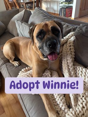 Winnie, Adult Female Bullmastiff