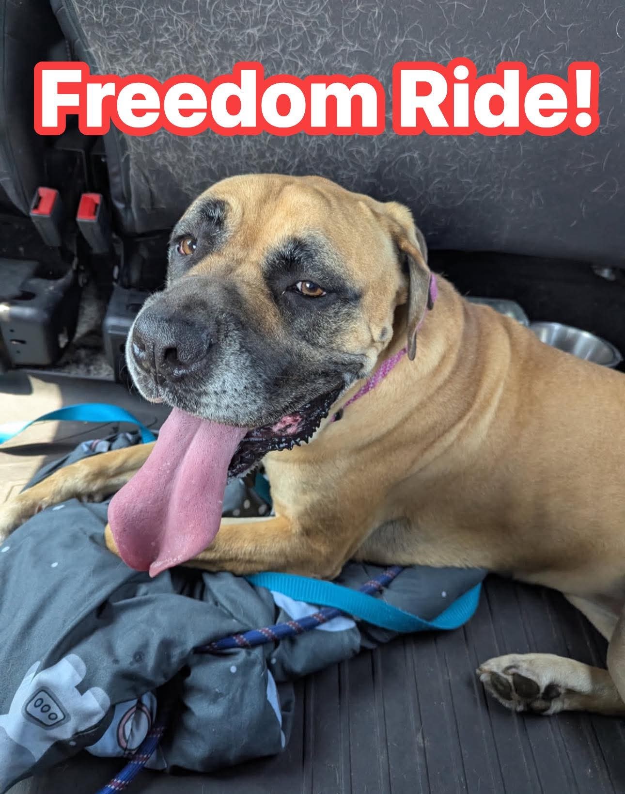 Winnie, an adoptable Bullmastiff in merrillville, IN, 46410 | Photo Image 2