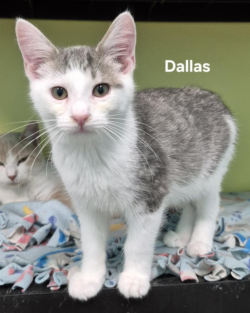 Dallas