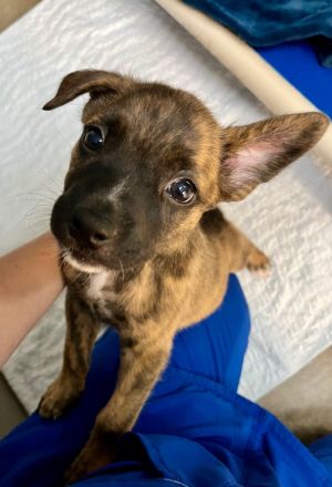 Romania, Baby Female Boxer