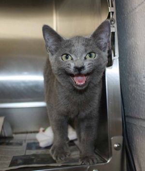 Golden, Baby Female Domestic Short Hair