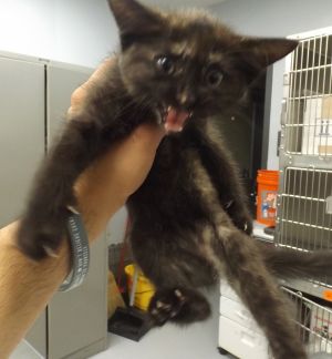 Primary Color Black Tortoiseshell Weight 205lbs Age 0yrs 0mths 8wks Animal has been Spayed