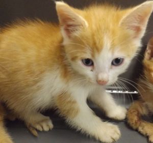 Primary Color Orange Tabby Secondary Color White Weight 16lbs Age 0yrs 0mths 8wks Animal has be