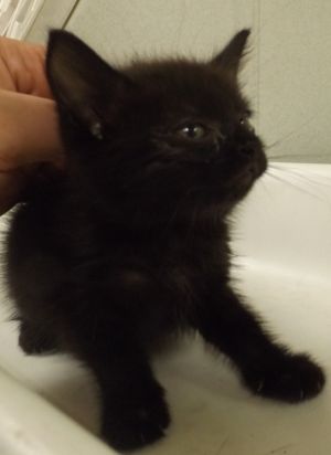 Primary Color Black Weight 172lbs Age 0yrs 0mths 7wks Animal has been Spayed