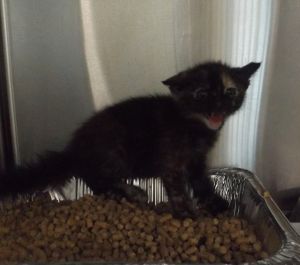 Primary Color Tortoiseshell Weight 16lbs Age 0yrs 0mths 7wks Animal has been Spayed