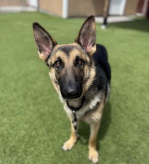 Mochi, Young Female German Shepherd Dog