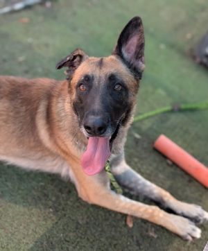 Ross*, Adult Male Belgian Shepherd / Malinois