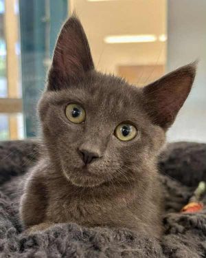 Sonata, Baby Female Domestic Short Hair