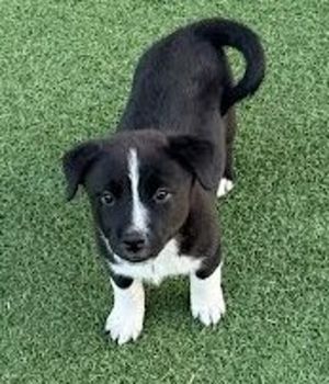 Primary Color Black Secondary Color White Weight 116lbs Age 0yrs 0mths 8wks Animal has been Spa