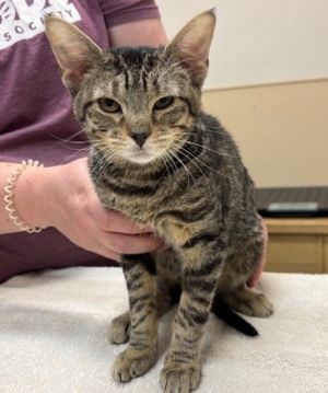Primary Color Brown Tabby Weight 512lbs Age 0yrs 6mths 0wks Animal has been 