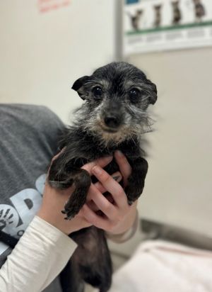 Hi Im Pebbles-a 10-year-old Chihuahua mix with a tiny frame a tender heart and a lifetime of lov