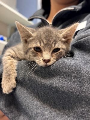 Rhino Domestic Short Hair Cat