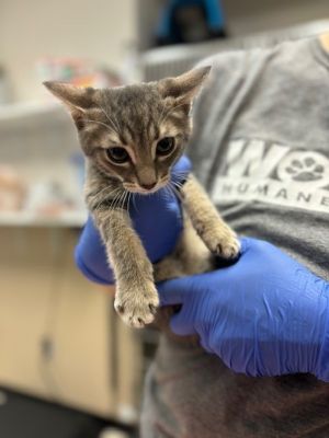 Hey Im Chinchilla Im a 4-month-old grey tabby with soft fur subtle stripes 