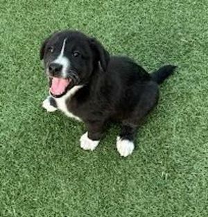 Primary Color Black Secondary Color White Weight 921lbs Age 0yrs 0mths 8wks