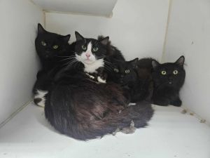 Oreo Domestic Short Hair Cat